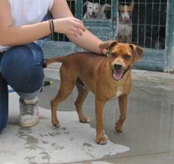 León y akela, dos perros maravillosos, condenados a vivir entre rejas.