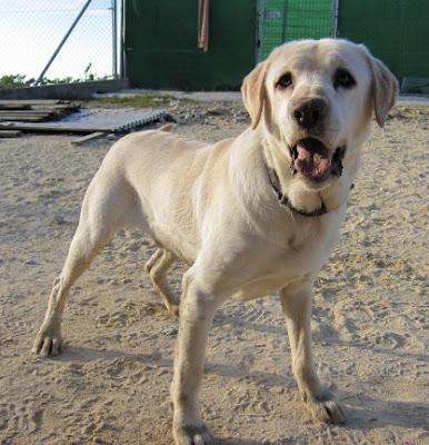 León y akela, dos perros maravillosos, condenados a vivir entre rejas.