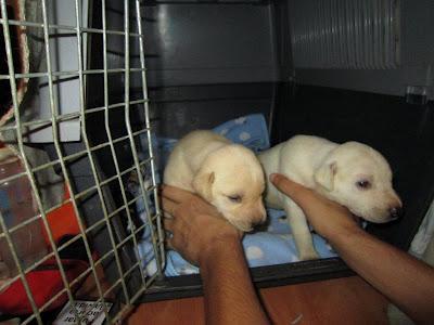 MUY URGENTE!! 12 cachorros de galgo de 20 días necesitan hogar!‏