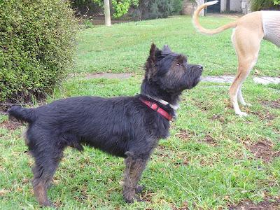 Niko, perro pequeñito precioso busca adoptante.