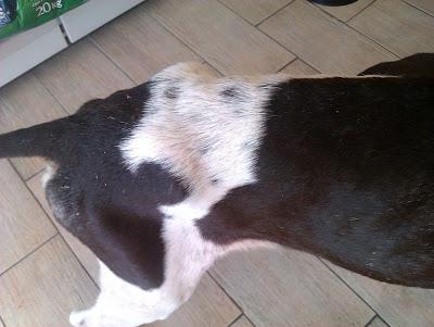 BALU, braco de 3 años tirado como un trapo en la carretera.....malditos cazadores. (MURCIA)