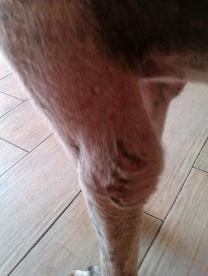 BALU, braco de 3 años tirado como un trapo en la carretera.....malditos cazadores. (MURCIA)