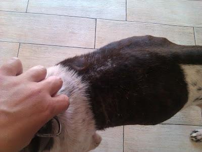 BALU, braco de 3 años tirado como un trapo en la carretera.....malditos cazadores. (MURCIA)