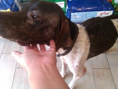 BALU, braco de 3 años tirado como un trapo en la carretera.....malditos cazadores. (MURCIA)