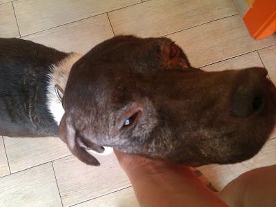 BALU, braco de 3 años tirado como un trapo en la carretera.....malditos cazadores. (MURCIA)