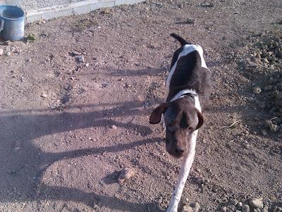 BALU, braco de 3 años tirado como un trapo en la carretera.....malditos cazadores. (MURCIA)