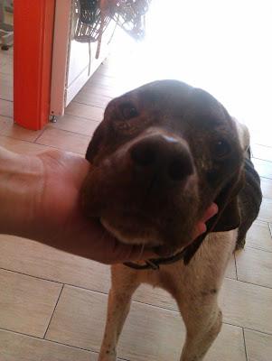 BALU, braco de 3 años tirado como un trapo en la carretera.....malditos cazadores. (MURCIA)