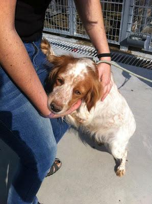 NORA y sus dos cachorros en la perrera. (Córdoba)