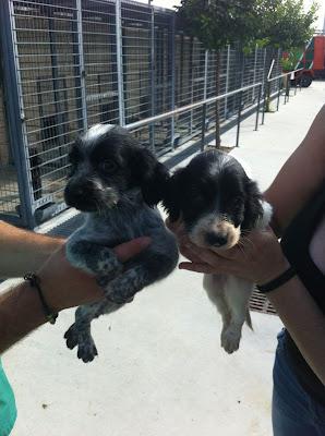 NORA y sus dos cachorros en la perrera. (Córdoba)