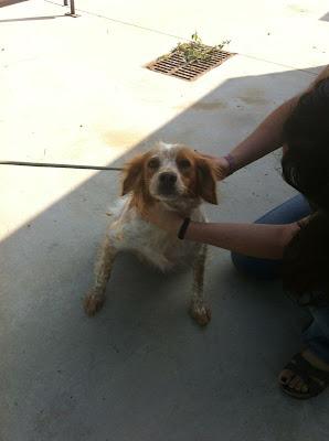 NORA y sus dos cachorros en la perrera. (Córdoba)
