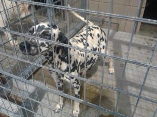 Dálmata a punto de parir en la perrera. (Córdoba)