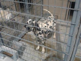 Dálmata a punto de parir en la perrera. (Córdoba)