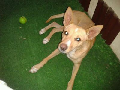 SIGUE IGUAL!! Podenco cachorro, toda la vida en la calle, está cojito, es urgente!!, acogida o adopción. (Córdoba)