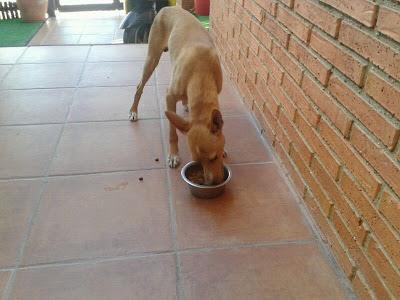 SIGUE IGUAL!! Podenco cachorro, toda la vida en la calle, está cojito, es urgente!!, acogida o adopción. (Córdoba)