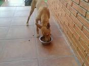 SIGUE IGUAL!! Podenco cachorro, toda vida calle, está cojito, urgente!!, acogida adopción. (Córdoba)