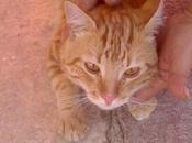 Eros, gatito abandonado suerte. (murcia)‏