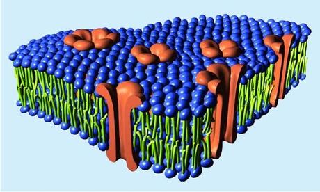 Viroporinas: llave viral al interior celular