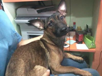 Balú se muere de pena y se niega a comer, su vida depende de días.