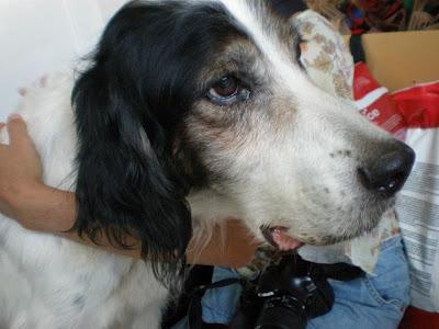 SETTER DE 13 AÑOS EXTREMADAMENTE DELGADO, MUY URGENTE UNA ACOGIDA!!