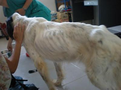 SETTER DE 13 AÑOS EXTREMADAMENTE DELGADO, MUY URGENTE UNA ACOGIDA!!