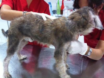 CACHORRO 7 MESES MAL ESTADO ABANDONADO, ESTA POLICÍA. ES MUY URGENTE!!