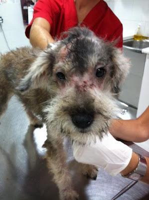 CACHORRO 7 MESES MAL ESTADO ABANDONADO, ESTA POLICÍA. ES MUY URGENTE!!