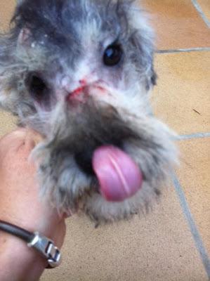 CACHORRO 7 MESES MAL ESTADO ABANDONADO, ESTA POLICÍA. ES MUY URGENTE!!