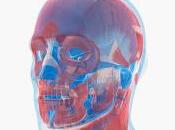 Identifican genes responsables forma cara