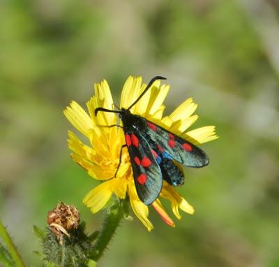Explosión de zigenas