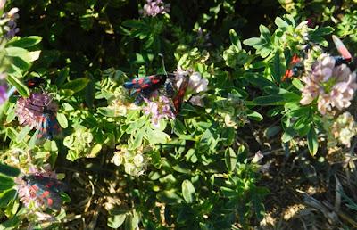 Explosión de zigenas