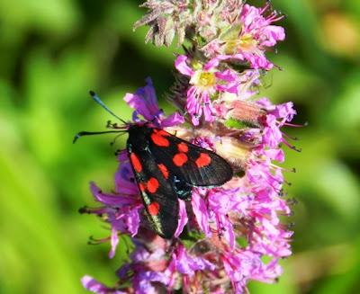 Explosión de zigenas