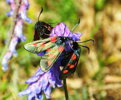 Explosión de zigenas