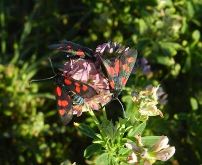 Explosión de zigenas