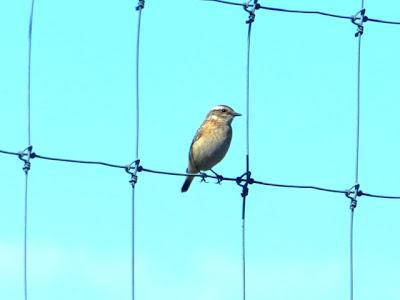 Buen flujo de tarabilla norteña