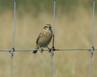 Buen flujo de tarabilla norteña