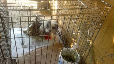 Flamenca, durante 2 años en un campo sin dejarse coger en un campo de Brenes. (Sevilla)