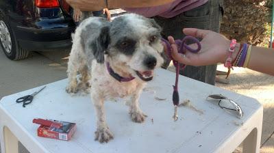 Flamenca, durante 2 años en un campo sin dejarse coger en un campo de Brenes. (Sevilla)