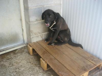 TOBY A PERDIDO LA ESPERANZA, NO SE MUEVE DE SU RINCON... AYUDÉMOSLO!! PERRERA DE HUESCA.