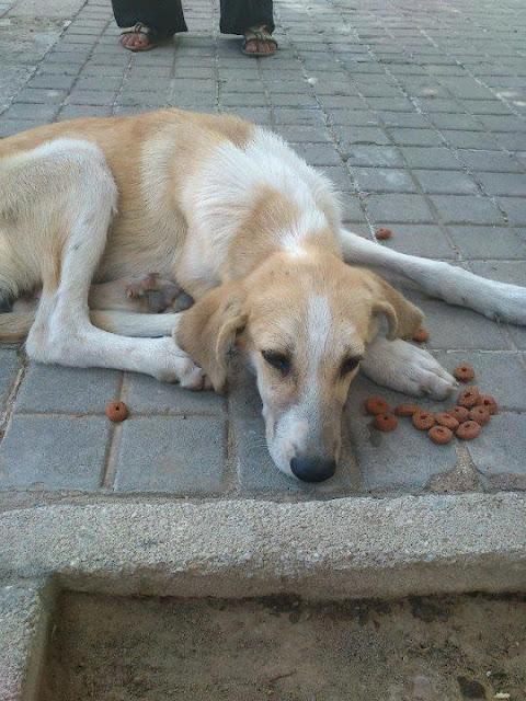 Cachorra de mastín abandonada, necesita ayuda o morirá de pena.