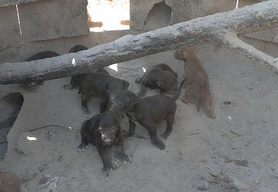 PODENCA Y BEBES EN PELIGRO, LOS QUIERE COGER UN CAZADOR. (CASTELLÓN)