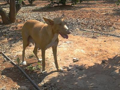 PODENCA Y BEBES EN PELIGRO, LOS QUIERE COGER UN CAZADOR. (CASTELLÓN)