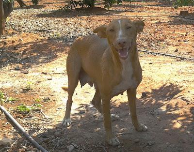 PODENCA Y BEBES EN PELIGRO, LOS QUIERE COGER UN CAZADOR. (CASTELLÓN)