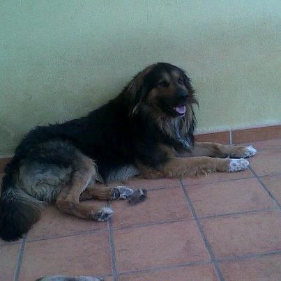 Gente de Llíria (perro perdido Urb. Formidables), ES PARECIDO A UN PASTOR ALEMAN. (VALENCIA)