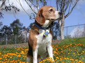Usos Collares para Perros