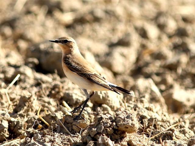 AVES DE NAVARRA-BIRDS OF NAVARRA