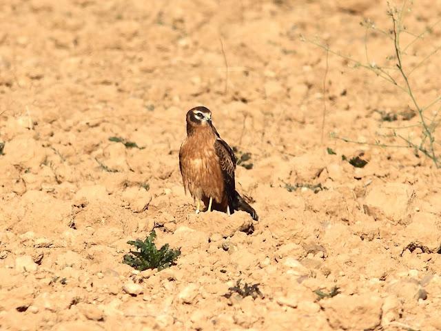 AVES DE NAVARRA-BIRDS OF NAVARRA