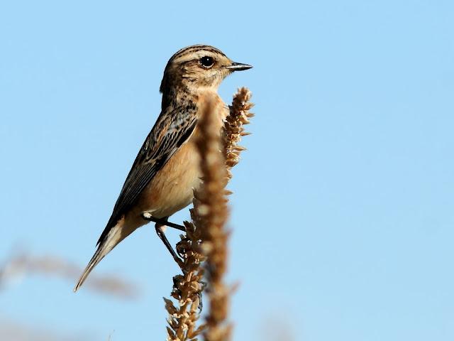 AVES DE NAVARRA-BIRDS OF NAVARRA