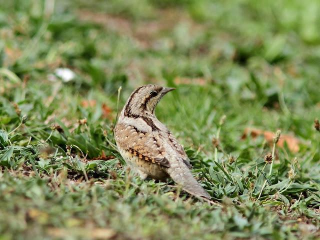 AVES DE NAVARRA-BIRDS OF NAVARRA