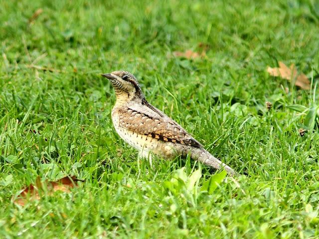 AVES DE NAVARRA-BIRDS OF NAVARRA