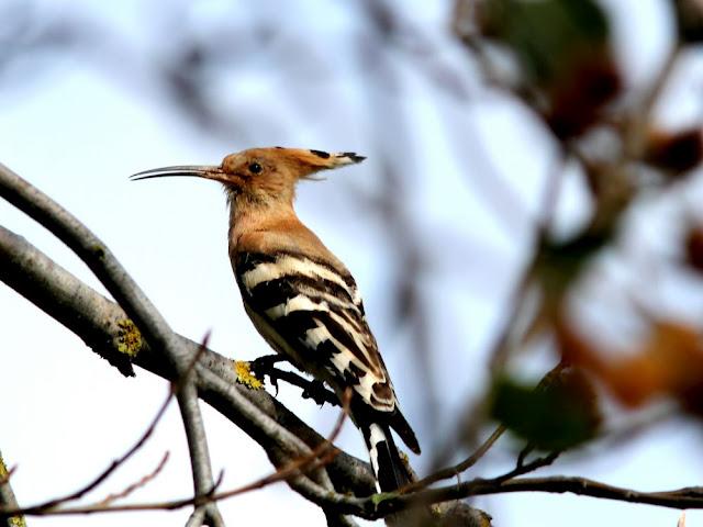 AVES DE NAVARRA-BIRDS OF NAVARRA